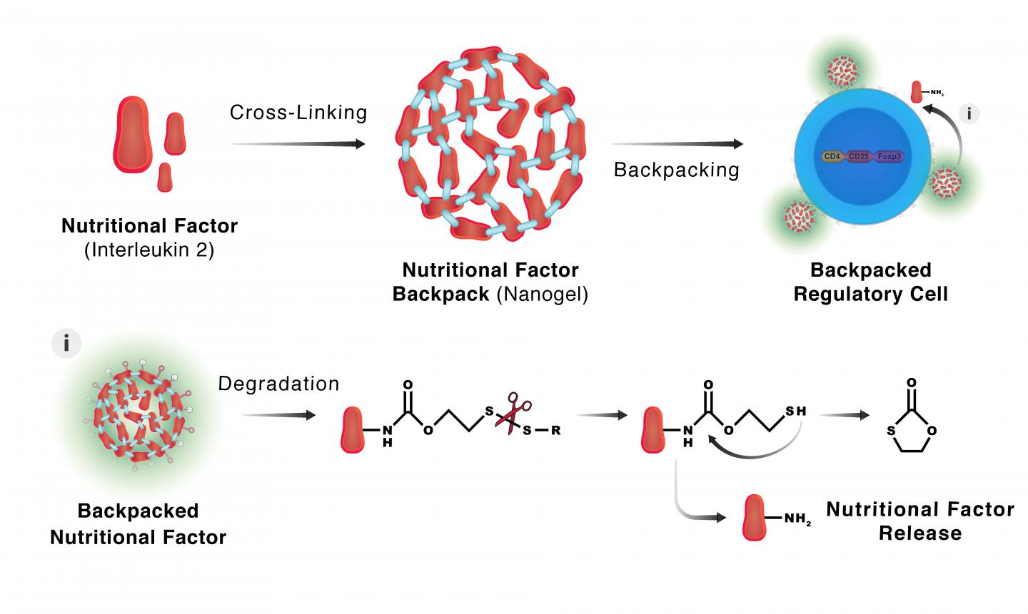 Regulatory T cells engineered with TCR signaling-responsive IL-2 nanogels suppress alloimmunity in sites of antigen encounter