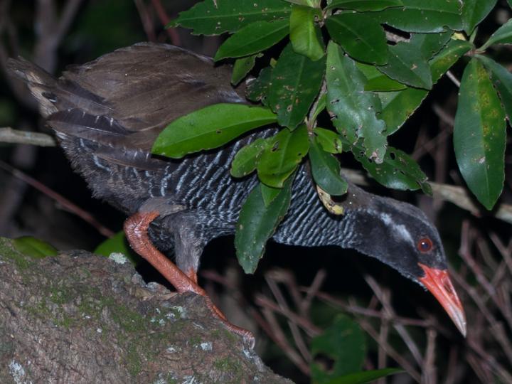 Okinawa Rail