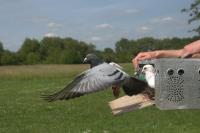 Pigeon in Flight (3 of 3)