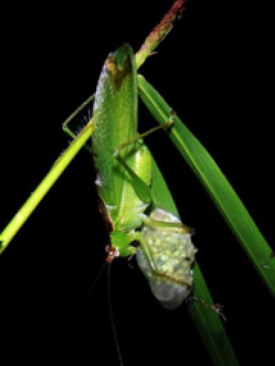 Katydid Preys