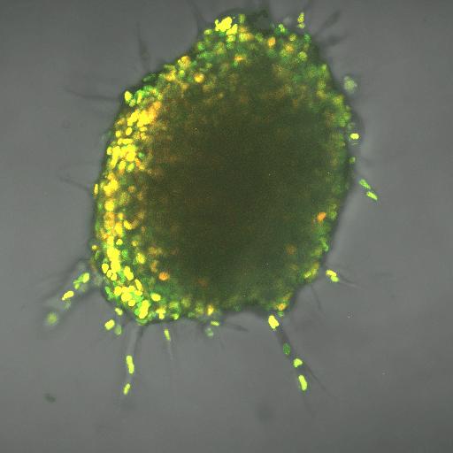 Leader-Follower Behavior