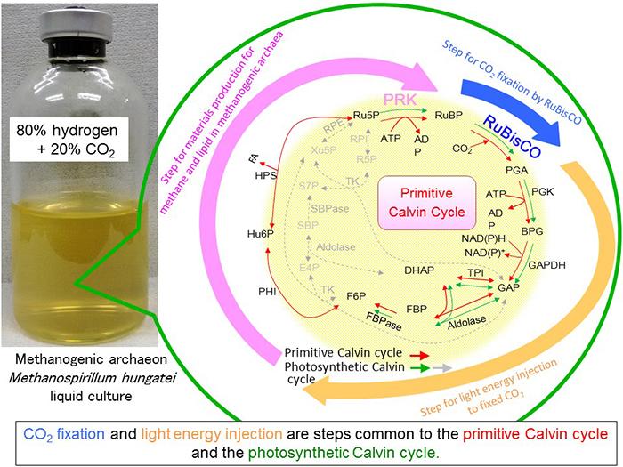 Mechanism for Photosynthesis Already Existed in Primeval Microbe