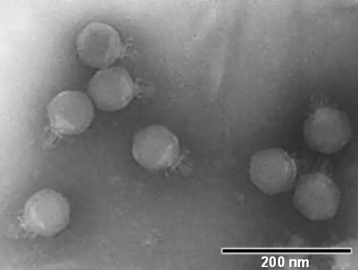 A team from the University of Barcelona identifies 25 new viruses in Barcelona's wastewaters