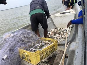 La contaminación bacteriana y los microplásticos amenazan la laguna costera más grande y productiva de Colombia