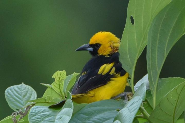 Coffee for the Birds (1 of 3)
