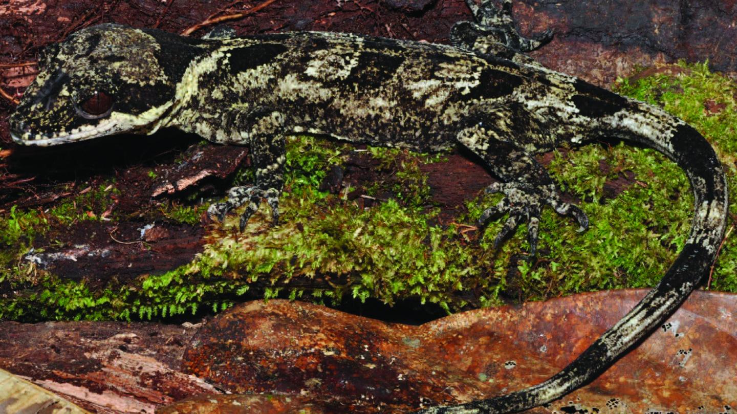 <em>Cyrtodactylus rex</em>