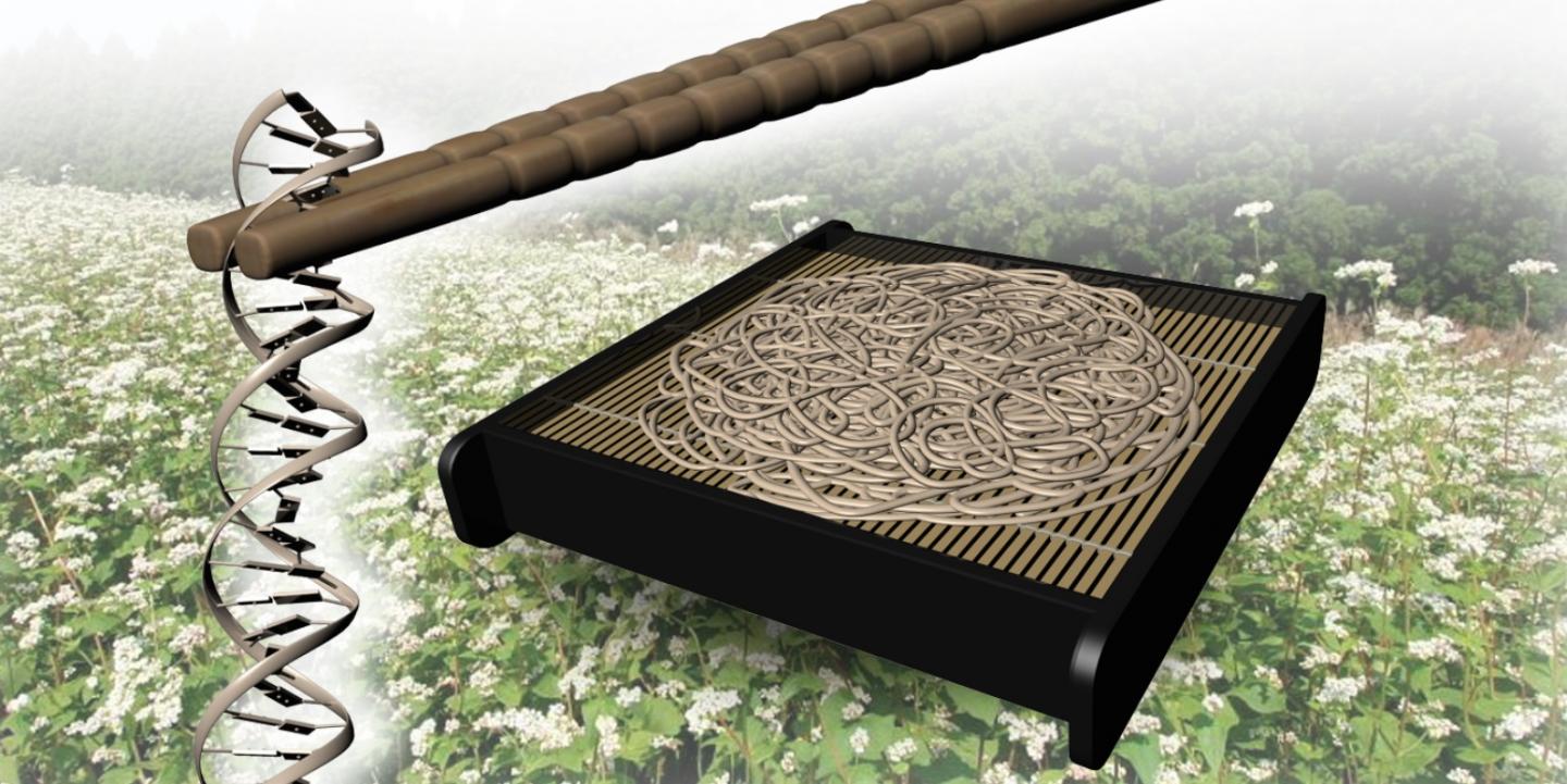 Researchers Sequence the Full Buckwheat Genome