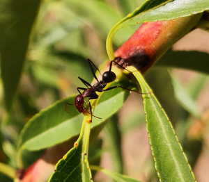 Close up of an ant on a leaf
