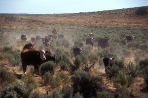 Cattle in sagebrush