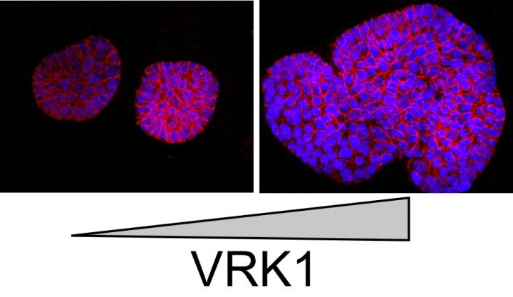 3D Cultures of Control Cells and Cells that Over-Express VRK1