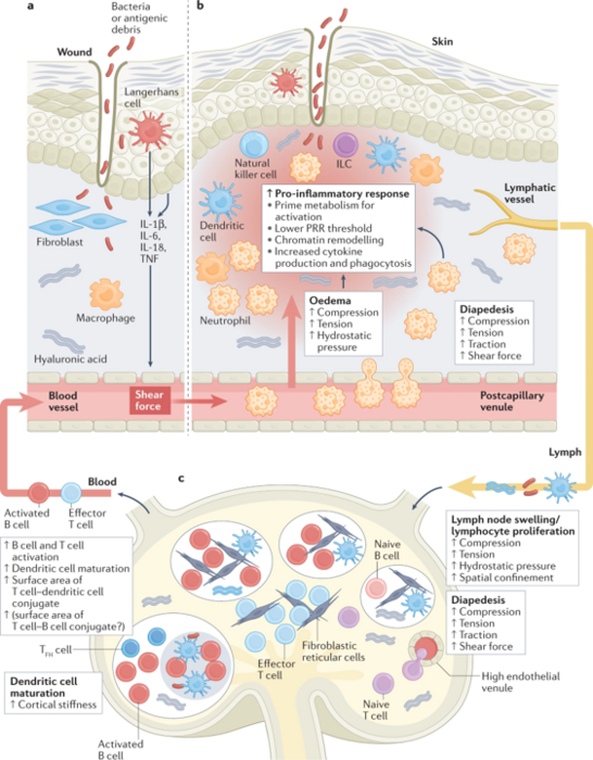 Tuning immunity through tissue mechanotransduction
