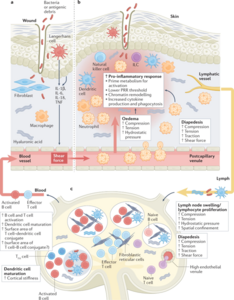 Tuning immunity through tissue mechanotransduction