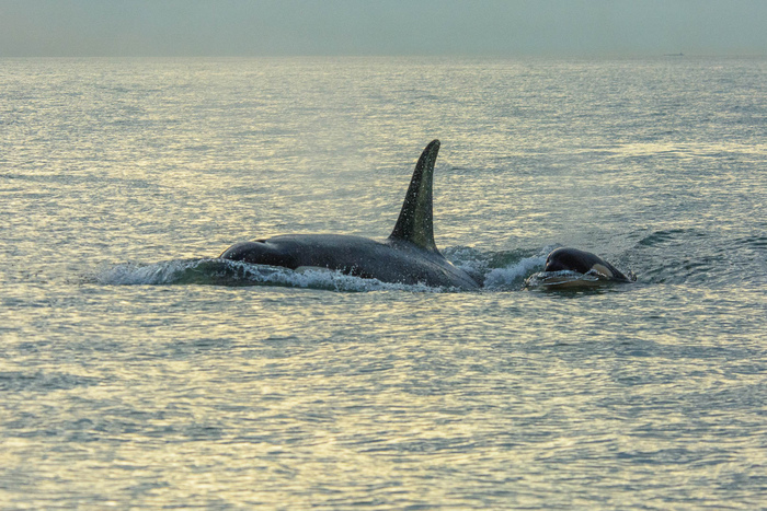 Young southern resident killer whale calf
