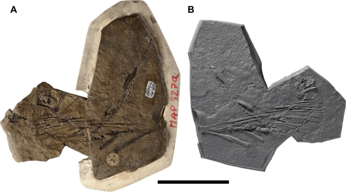 Coelurosauravus postcranium