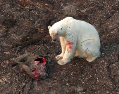 Polar Bear Eating Caribou