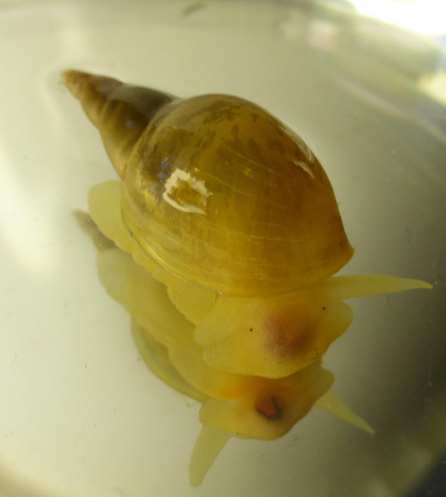 The Pond Snail <i>Lymnaea stagnalis</i>