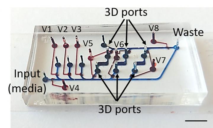 Automated Microfluidic Device for the Stable Imaging of Mice Embryonic Stem Cells