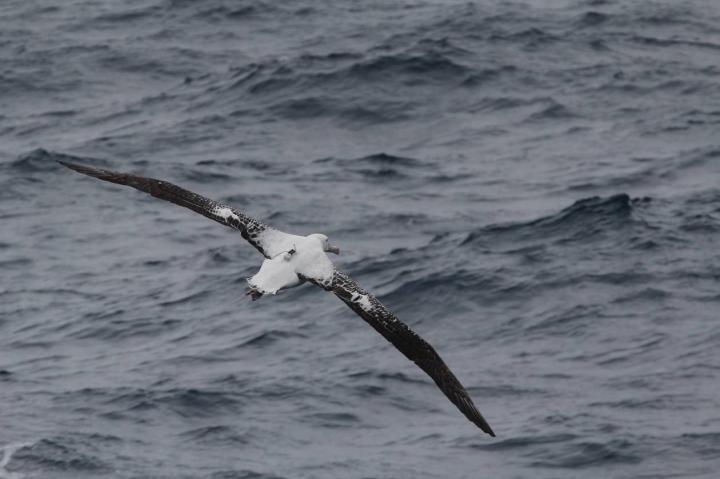 Wandering Albatross Equipped with a Logger off the Coast of the Kerguelen Islands