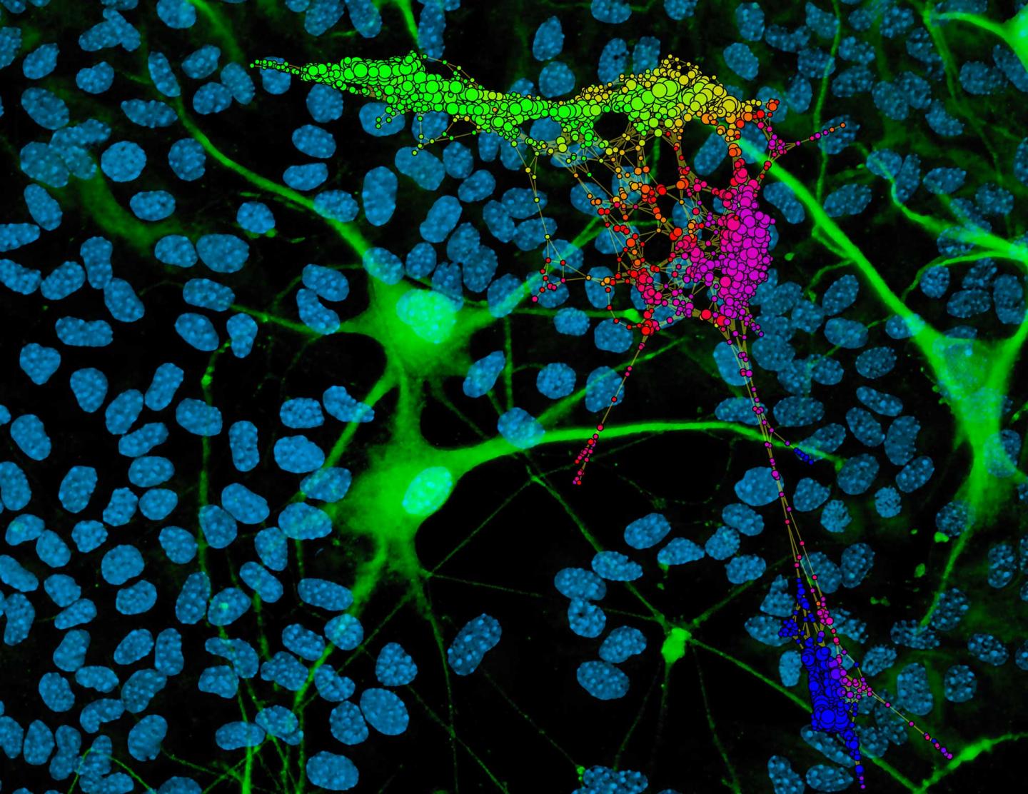 Topological Map of Embryonic Stem Cells Transitioning into Motor Neurons