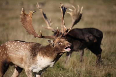 Male Fallow Deer Calling