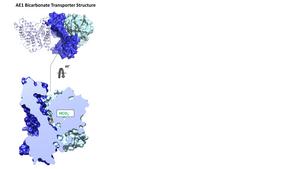 Bicarbonate Transporter AE1