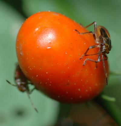 2 Hemipteran Bugs