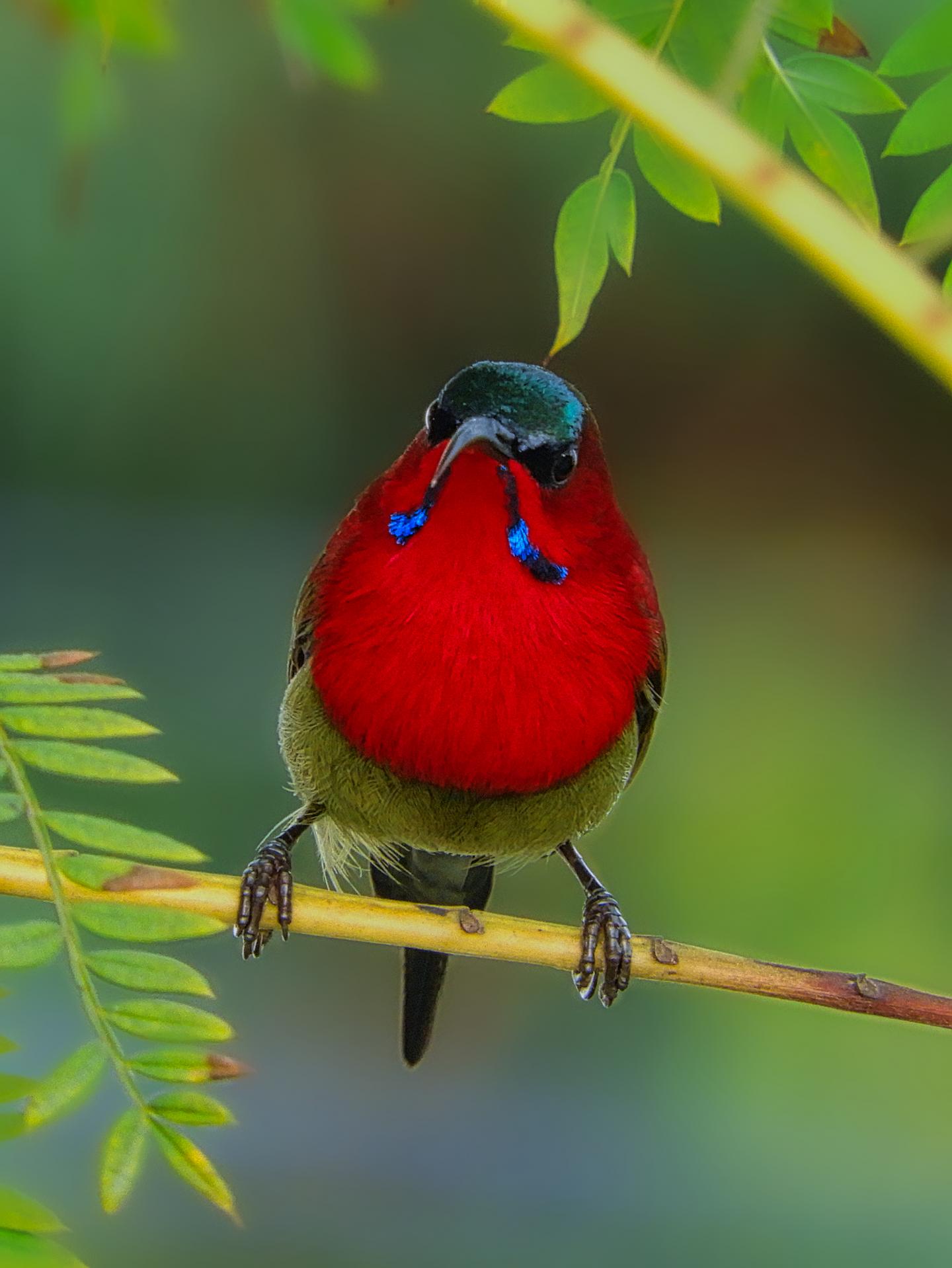 A crimson sunbird in the wild, one of many songbirds, or passerines, studied.