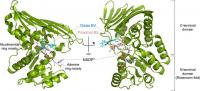 図2: 本研究で初めて決定したビリベルジン還元酵素-ビリベルジン-補酵素の立体構造