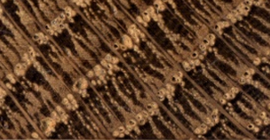 Microscope image of oak tree ring