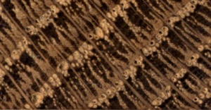 Oak tree ring core ready for c [IMAGE] | EurekAlert! Science News Releases