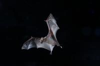 Greater Mouse-Tailed Bat 2