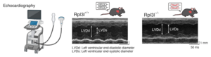 RPL3L mutant mice have reduced cardiac contractility