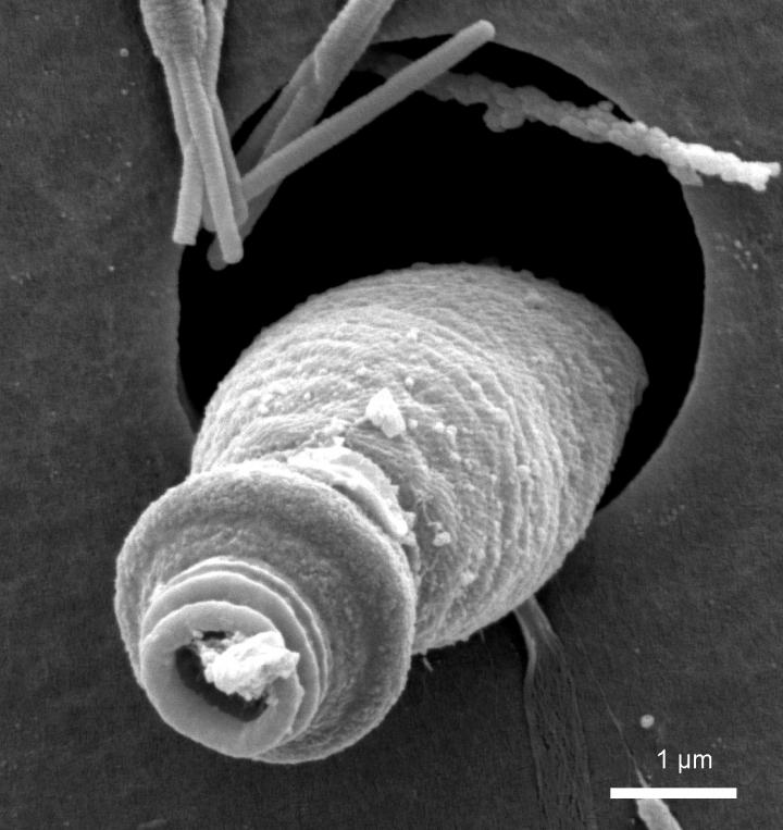 Evolution of Complex Ballistic 'Harpoons' in Microbes (8 of 11)