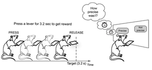 Rats can estimate their timing accuracy