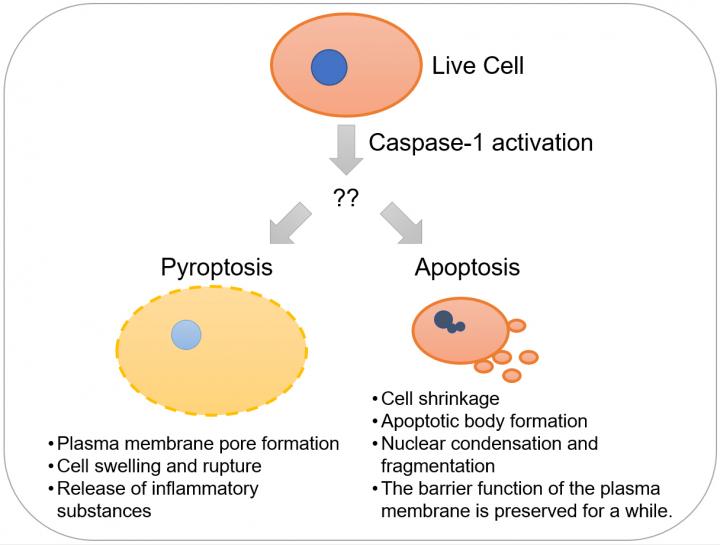Figure 1:  Characteristics of Two Modes of Programmed Cell Death Induced by Caspase-1 Activation
