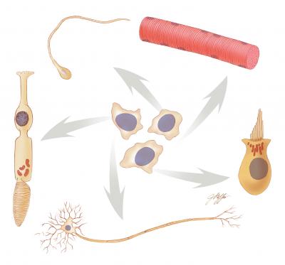 New Way to Make Stem Cells Avoid Risk of Cancer