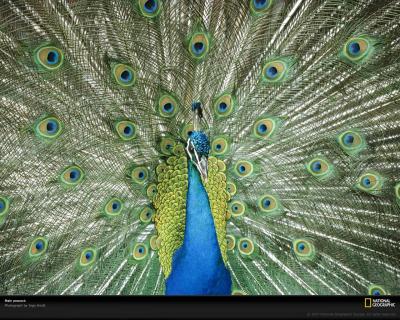 Male Peacock's Display Attracts Mates