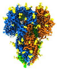 A detailed look at coronavirus spikes