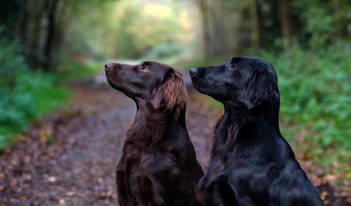 Flatcoated retrievers