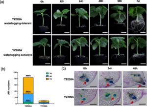 Comparison of morphology and anatomy between waterlogging-tolerant YZ026A and waterlogging-sensitive YZ106A.