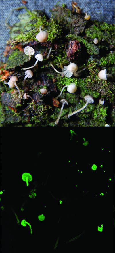 <I>Mycena luxarboricola</I> (Light Tree-dweller)