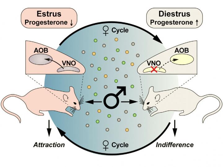 Hormone Changes across the Female Estrous Cycle