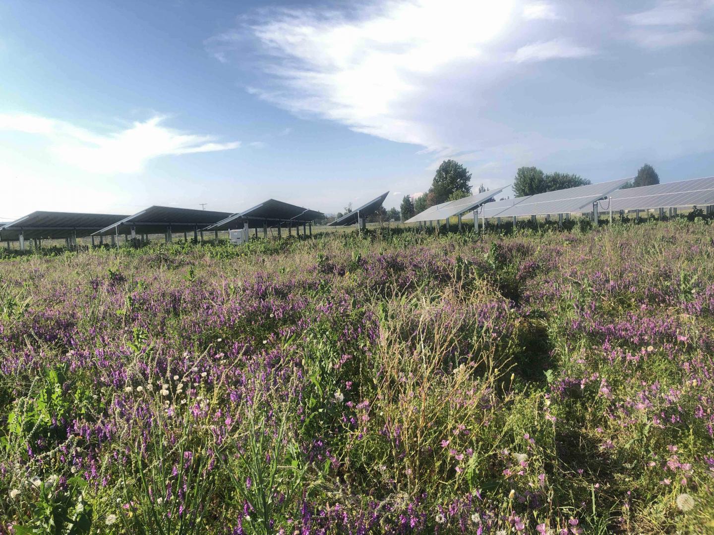 Solar Panels and Flowers