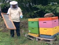 Scientist Catching Honey Bees for Tactile Conditioning Experiments