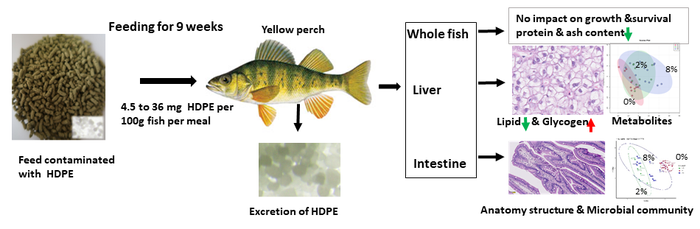 Chronic exposure to high-density polyethylene (HDPE) alters the nutrient metabolism of juvenile yellow perch