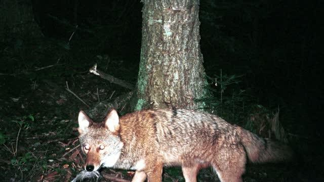 How Coyotes Conquered the Continent