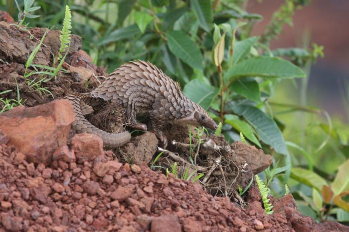 selection of White-bellied pangolin