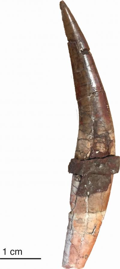 Gorgonopsian sabre-toothed canine