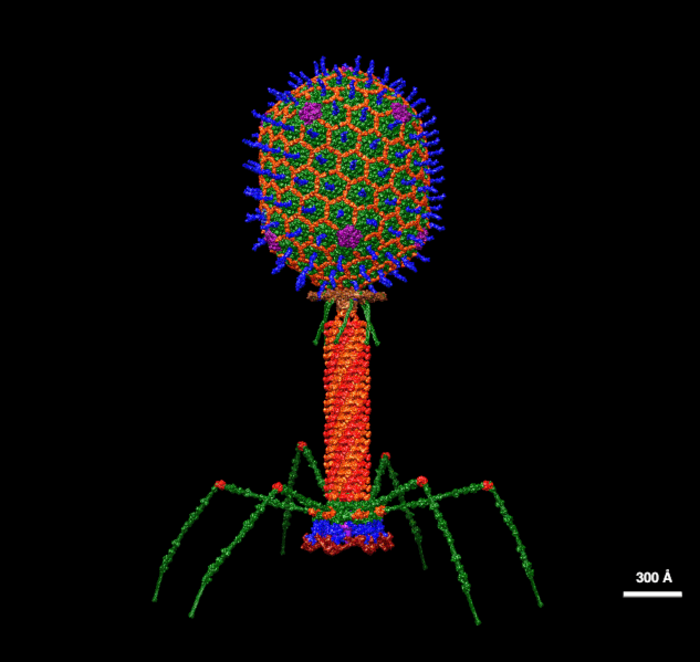 Bacteriophage