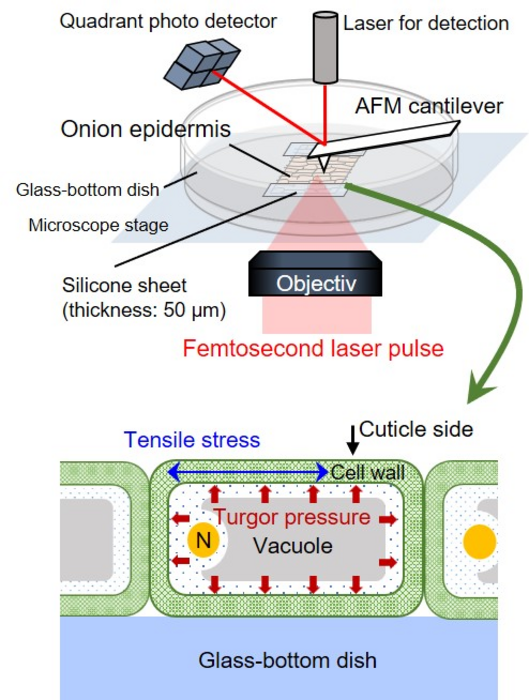 新手法で植物の持つ強靭な環境適応力の物理に光 | EurekAlert!